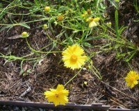 coreopsis lanceolata r.jpg